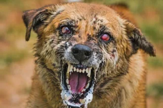 Stray Dogs Case