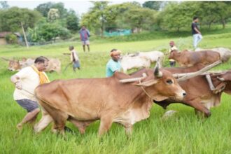 विष्णुदेव साय, छत्तीसगढ़ मुख्यमंत्री