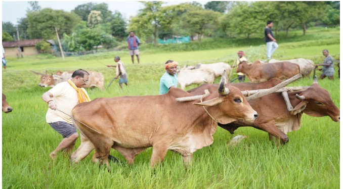विष्णुदेव साय, छत्तीसगढ़ मुख्यमंत्री