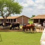 गौ संरक्षण अभियान